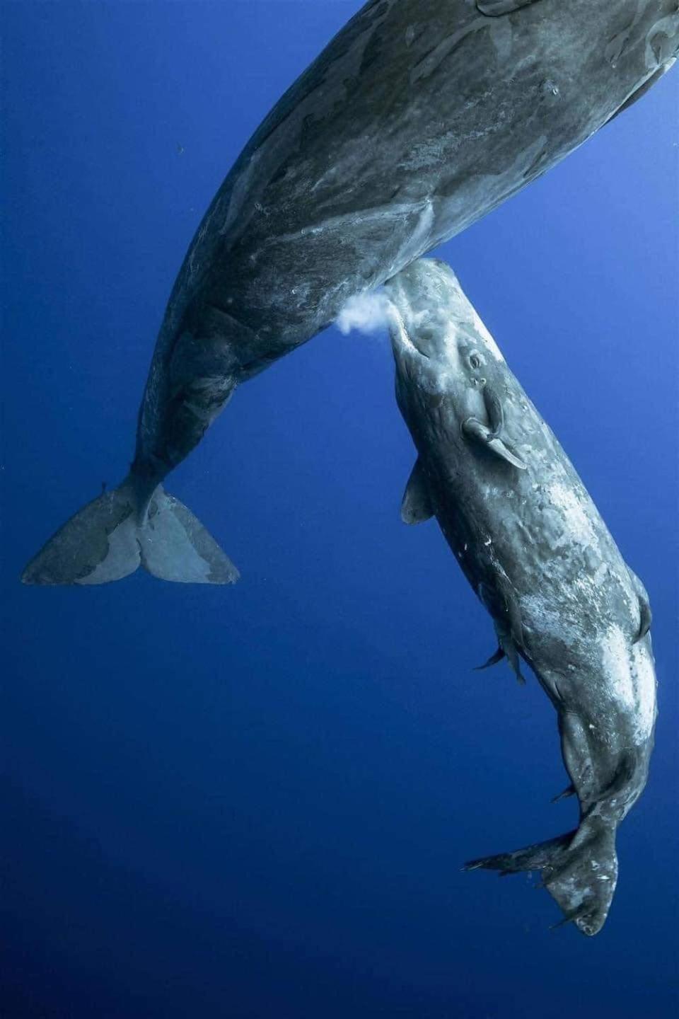 Hotel- Whale Tours And Sport Fishing Vista Mag-Bay Puerto San Carlos Exterior foto